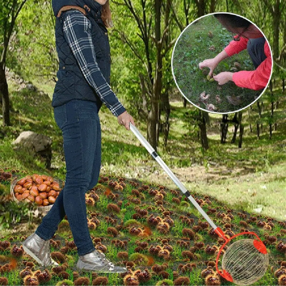 Rullino raccogli Noci Castagne Rullo raccogli Frutta con Asta telescopica raccogli Rotoli Cestino da Raccolta – la più Piccola per Raccogliere Frutta per Le Noci e Le